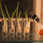 Regrow-scallions
