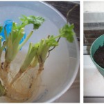 Vegetables Buy Once And Regrow Forever-Cilantro