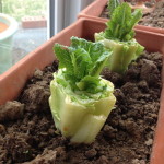 Vegetables Buy Once And Regrow Forever-Romaine Lettuce