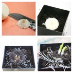 Vegetables Buy Once And Regrow Forever-onion